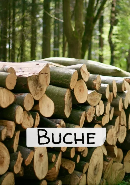 Stammholz – Buche – ganze LKW-Ladung 40 RM