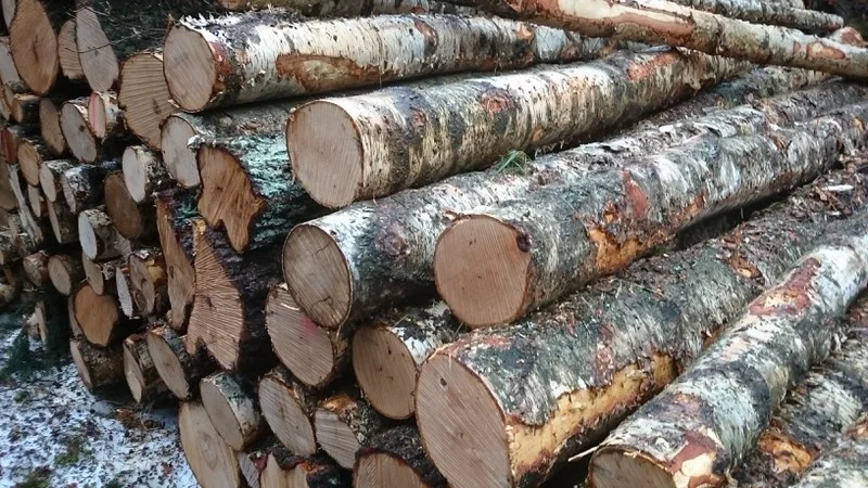 Stammholz – Birke 20 RM