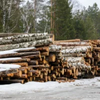 Stammholz – Nadelholz