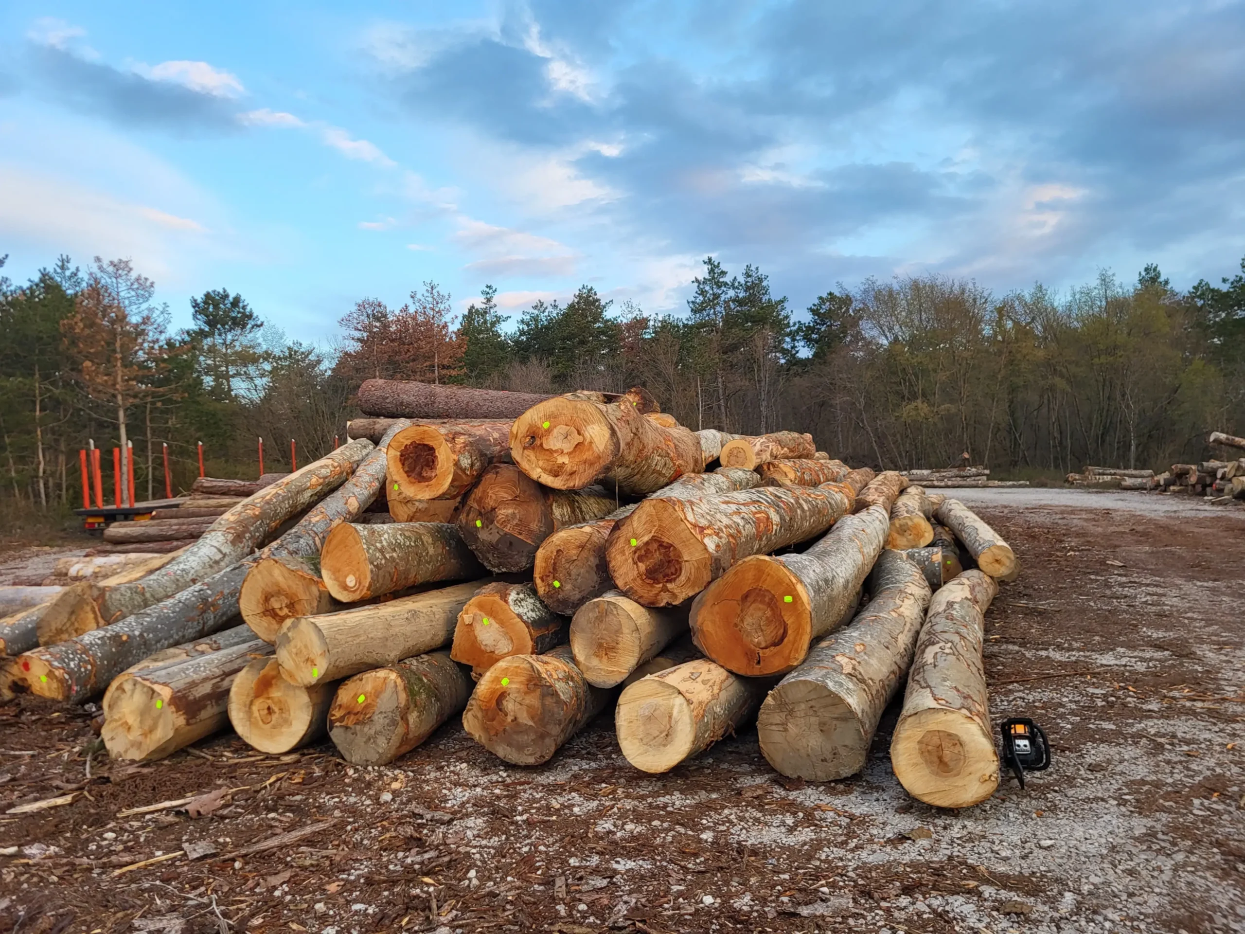 Stammholz – Buche  20 RM